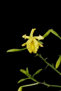 Sobralia flava Windflower CHM/AOS 82 pts. Flower